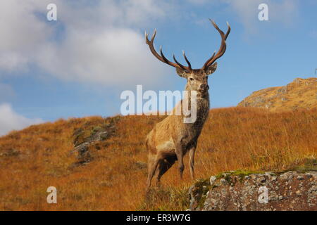 Herrliche wilde Rotwild Hirsch mit Geweih 12 Punkt während der Herbst-Brunft in den schottischen Highlands. Stockfoto