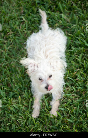 Morkie Welpen Stockfoto