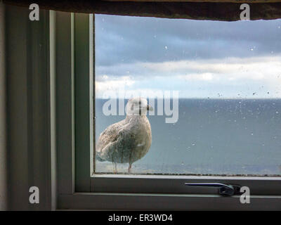 Sea Gull thront vor ein Fenster des Hotels in Tenby suchen in Stockfoto