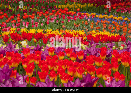 Tulpen blühen, Skagit Valley, Washington, April Stockfoto