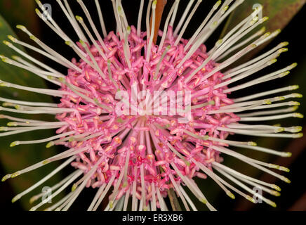 Nahaufnahme von ungewöhnlichen rosa Blume der Hakea Laurina Hybrid "Stockdale Sensation" - Nadelkissen Blume, eine australische einheimische Pflanze auf dunklem Hintergrund Stockfoto