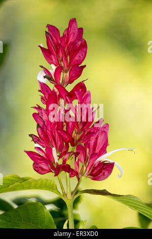 Spike von lebhaft roten Hochblätter & kleinen weißen Blüten des Megaskepasma Erythrochlamys, brasilianischen roten Mantel auf gelbem Hintergrund grün Stockfoto