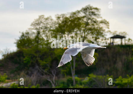 Südlichen Merrick, New York, USA. 24. Mai 2015. Eine Möwe fliegt über Norman Levy Park & zu bewahren, während ein sonniges Memorial Day Wochenende im Marschland öffentlichen Park auf der Küste von Long Island. Stockfoto