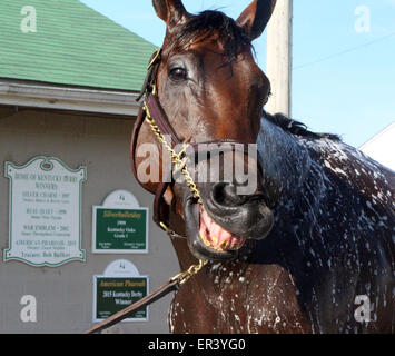 Louisville, KY, USA. 26. Mai 2015. 26. Mai 2015 amerikanisches Pharoah an der Scheune mit seinem Namen auf den Schildern. Bildnachweis: Mary M. Meek/ESW/CSM/Alamy Live-Nachrichten Stockfoto