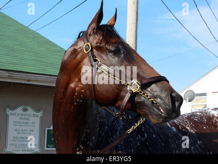 Louisville, KY, USA. 26. Mai 2015. 26. Mai 2015 amerikanisches Pharoah an der Scheune mit seinem Namen auf den Schildern. Bildnachweis: Mary M. Meek/ESW/CSM/Alamy Live-Nachrichten Stockfoto