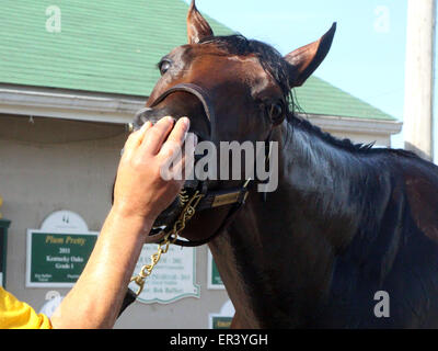 Louisville, KY, USA. 26. Mai 2015. 26. Mai 2015 amerikanisches Pharoah Wesen spielerisch an der Scheune nach seinem Brise. Bildnachweis: Mary M. Meek/ESW/CSM/Alamy Live-Nachrichten Stockfoto