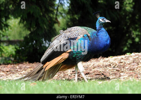 Während Ende der Straße Festival 2014 bei Larmer Baum Gärten im Süden Wiltshire Pfau Stockfoto