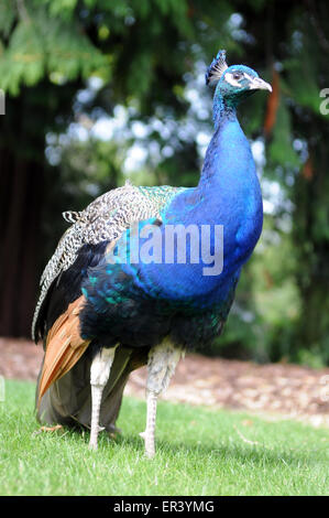 Während Ende der Straße Festival 2014 bei Larmer Baum Gärten im Süden Wiltshire Pfau Stockfoto