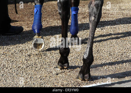 Louisville, KY, USA. 26. Mai 2015. 26. Mai 2015 amerikanisches Pharoah Hufe und Hufeisen. Churchill Downs Credit: Mary M. Meek/ESW/CSM/Alamy Live-Nachrichten Stockfoto