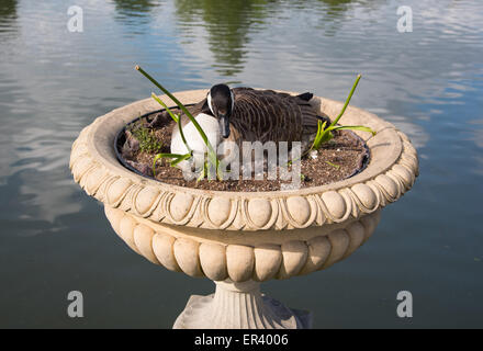 London, UK. 26. Mai 2015. Kanadagänse nisten gewöhnlich auf dem Boden in der Nähe von Wasser.  Diesein, aber eine höheren Position in einem Blumenkasten in der Nähe von Victoria Gate in Kew gewählt. Bildnachweis: Paul Martin/Alamy Live-Nachrichten Stockfoto