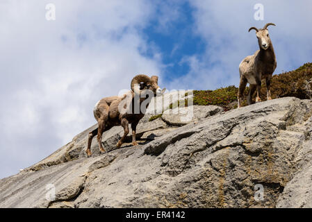 Ovis Canadensis Ram und Ewe auf Klippe im Jasper-Nationalpark Stockfoto