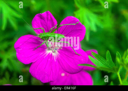 Cranesbill Geranium sanguineum 'Suleiken' Flower Close Up Bloom Closeup Hardy Geranium Pink blühende Blütenblätter Insektenjunge Nymphe Stockfoto