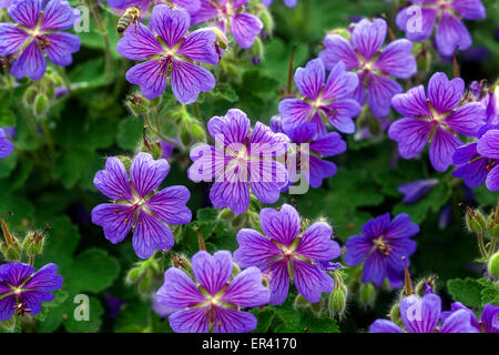 Kranzschnabel, Geranium renardii 'Terre Franche' Hardy Geranien Blumen Geranien Garten Stockfoto