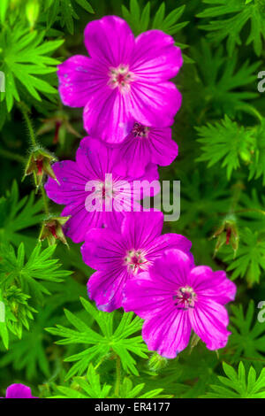 Rosa Cranesbill, Geranium sanguineum uleiken' Stockfoto