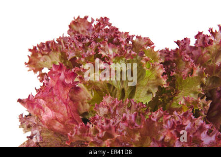 Nahaufnahme von einer Eiche Blattsalat isoliert auf weißem Hintergrund Stockfoto