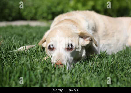 Ein blinder Alter gelber Labrador Hund im Grass liegen. Stockfoto