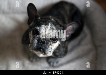 Eine alte französische Bulldogge nachschlagen. Stockfoto
