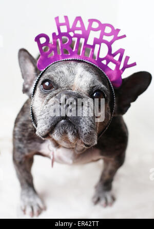 Eine süße alte französische Bulldogge trägt eine Tiara alles Gute zum Geburtstag. Stockfoto