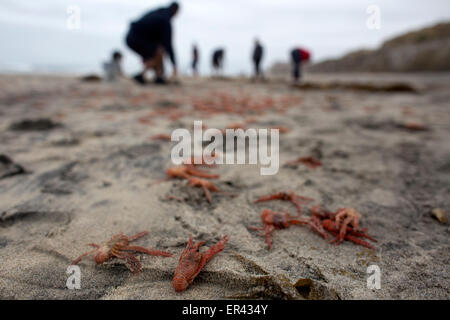 Tijuana, Mexiko. 26. Mai 2015. Anwohner suchen live Hummer Krills unter diejenigen, die in Playas de Tijuana, nordwestlich von Mexiko, am 26. Mai 2015 gestrandet sind. Laut Lokalpresse, der Hummer Krills begann zu erscheinen seit Montag an den Stränden mit den Behörden, die noch nicht wissen was die Ursache dieses Phänomens, sondern sie forderte die Hilfe von den Bewohnern die Tiere zurück, die nicht tot sind noch bis zum Meer. Bildnachweis: Guillermo Arias/Xinhua/Alamy Live-Nachrichten Stockfoto