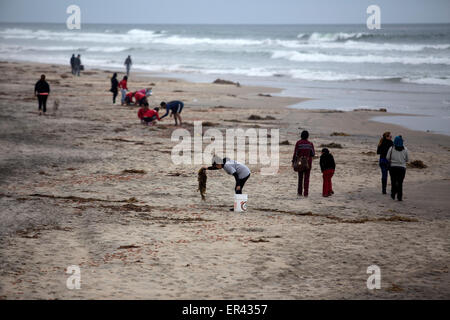 Tijuana, Mexiko. 26. Mai 2015. Anwohner suchen live Hummer Krills unter diejenigen, die in Playas de Tijuana, nordwestlich von Mexiko, am 26. Mai 2015 gestrandet sind. Laut Lokalpresse, der Hummer Krills begann zu erscheinen seit Montag an den Stränden mit den Behörden, die noch nicht wissen was die Ursache dieses Phänomens, sondern sie forderte die Hilfe von den Bewohnern die Tiere zurück, die nicht tot sind noch bis zum Meer. Bildnachweis: Guillermo Arias/Xinhua/Alamy Live-Nachrichten Stockfoto