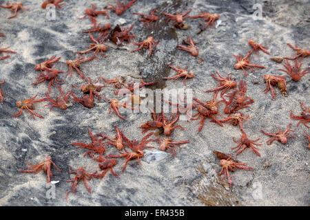 Tijuana, Mexiko. 26. Mai 2015. Hummer-Krills Stranden in Playas de Tijuana, nordwestlich von Mexiko, am 26. Mai 2015. Laut Lokalpresse, der Hummer Krills begann zu erscheinen seit Montag an den Stränden mit den Behörden, die noch nicht wissen was die Ursache dieses Phänomens, sondern sie forderte die Hilfe von den Bewohnern die Tiere zurück, die nicht tot sind noch bis zum Meer. Bildnachweis: Guillermo Arias/Xinhua/Alamy Live-Nachrichten Stockfoto