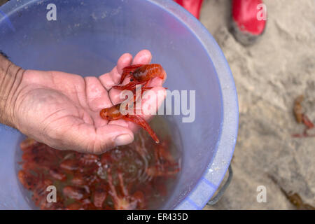 Tijuana, Mexiko. 26. Mai 2015. Ein Bewohner zeigt Hummer Krills in Playas de Tijuana, nordwestlich von Mexiko, am 26. Mai 2015. Laut Lokalpresse, der Hummer Krills begann zu erscheinen seit Montag an den Stränden mit den Behörden, die noch nicht wissen was die Ursache dieses Phänomens, sondern sie forderte die Hilfe von den Bewohnern die Tiere zurück, die nicht tot sind noch bis zum Meer. Bildnachweis: Guillermo Arias/Xinhua/Alamy Live-Nachrichten Stockfoto