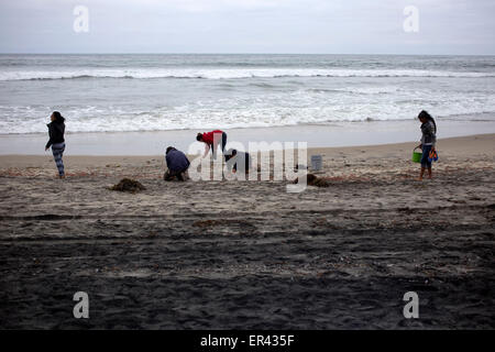 Tijuana, Mexiko. 26. Mai 2015. Anwohner suchen live Hummer Krills unter diejenigen, die in Playas de Tijuana, nordwestlich von Mexiko, am 26. Mai 2015 gestrandet sind. Laut Lokalpresse, der Hummer Krills begann zu erscheinen seit Montag an den Stränden mit den Behörden, die noch nicht wissen was die Ursache dieses Phänomens, sondern sie forderte die Hilfe von den Bewohnern die Tiere zurück, die nicht tot sind noch bis zum Meer. Bildnachweis: Guillermo Arias/Xinhua/Alamy Live-Nachrichten Stockfoto