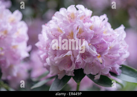 Licht lila violett Rhododendron Allah Blüte Nahaufnahme Stockfoto