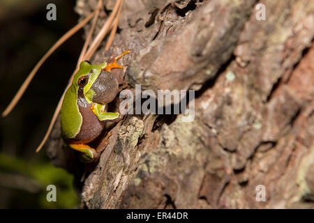 Chorus Pine Barrens Treefrog - Hyla andersonii Stockfoto