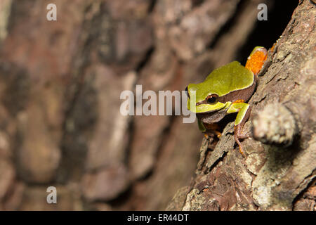 Pine Barrens Treefrog Klettern eine Pech-Kiefer - Hyla andersonii Stockfoto