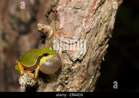 Ein Einkaufszentrum Pine Barrens Laubfrosch in einem Zucht-Chor - Hyla andersonii Stockfoto