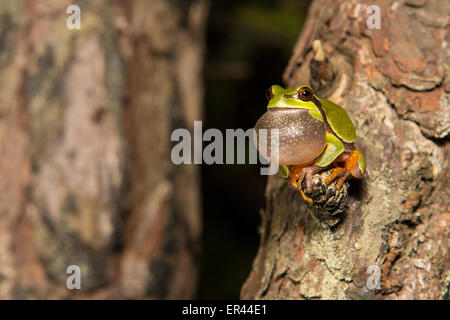 Männliche Pine Barrens Laubfrosch - Hyla Andersonii aufrufen Stockfoto