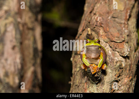 Ein Einkaufszentrum Pine Barrens Laubfrosch während einer Zucht Chorus - Hyla andersonii Stockfoto