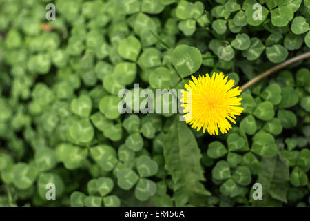 Einzelne Löwenzahn Blume in voller Blüte vor dem Hintergrund der grünen Klee Stockfoto