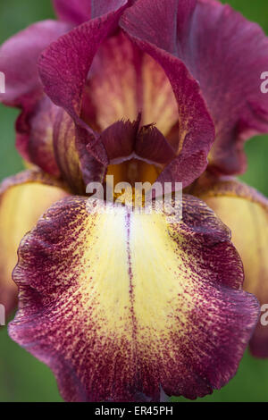 Hohen Bartiris "Provence" Blume Stockfoto