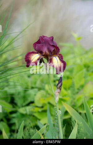 Hohen Bartiris "Provence" Blume Stockfoto