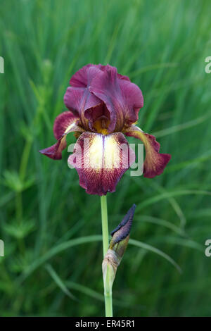 Hohen Bartiris "Provence" Blume Stockfoto