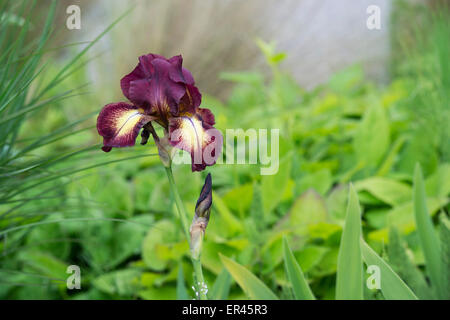 Hohen Bartiris "Provence" Blume Stockfoto