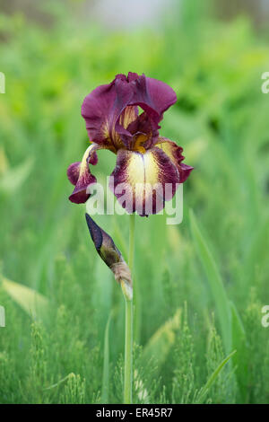 Hohen Bartiris "Provence" Blume Stockfoto