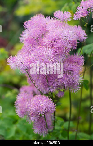 Thalictrum Aquilegifolium. Meadow Rue Blumen Stockfoto