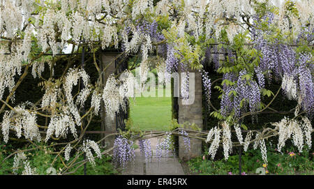 Glyzinien Torbogen im formalen Garten am Waterperry Gärten, Oxfordshire, England Stockfoto