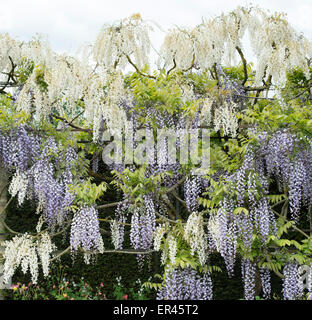 Glyzinien Torbogen im formalen Garten am Waterperry Gärten, Oxfordshire, England Stockfoto