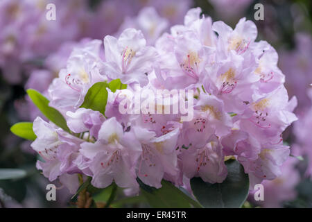 Licht lila violett Rhododendron Allah Blüte Nahaufnahme Stockfoto