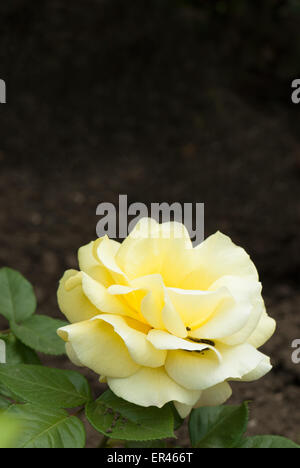 Einzelne gelbe rose Stockfoto