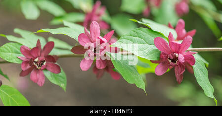 Sinocalycanthus Raulstonii 'Hartlage Wine' Sweetshrub Blüten schließen sich Stockfoto