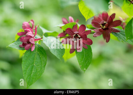 Sinocalycanthus Raulstonii 'Hartlage Wine' Sweetshrub Blüten schließen sich Stockfoto