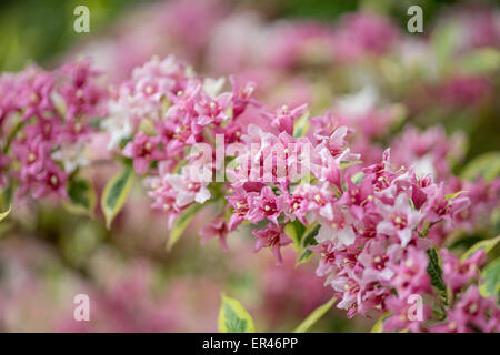 Weigela Florida Variegata Blumen hautnah Stockfoto