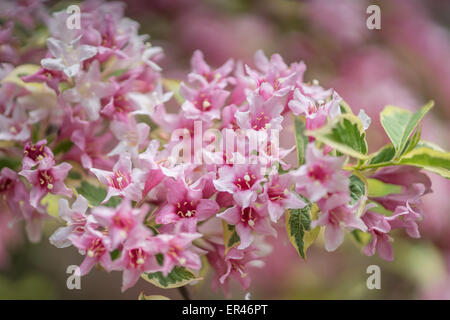 Weigela Florida Variegata Blumen hautnah Stockfoto