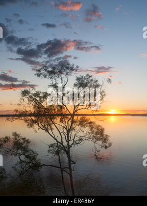 Eukalyptus oder Kaugummi Baum bei Sonnenuntergang am Ufer des Lake Maraboon in der Nähe von Emerald Central Queensland-Australien Stockfoto