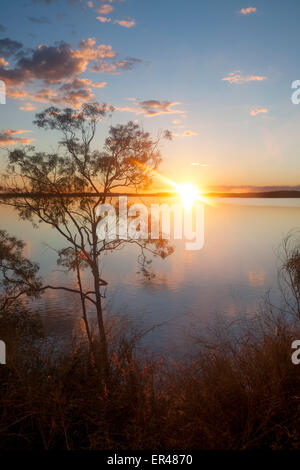 Lake Maraboon Eukalyptus oder Kaugummi Baum Silhouette bei Sonnenuntergang in der Nähe von Emerald Central Queensland Australia Stockfoto